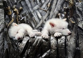 El laboratorio, el nuevo Arca de Noé: de una cabra española 'desextinguida' al regreso del lobo terrible