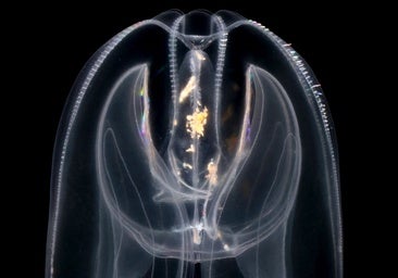 Una medusa ilumina el origen del 'mando a distancia' de la vida compleja
