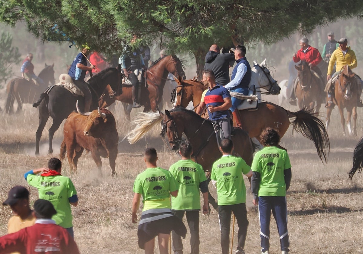 Encierro del Toro de la Vega 2024 en Tordesillas (Valladolid)
