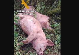 Penas de hasta dos años de cárcel a dos vecinos de Linares que dieron una paliza a tres cerdos de una granja para robarlos