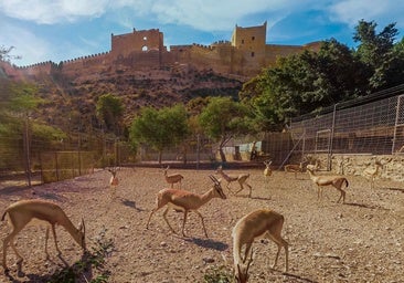 Especies de gacelas protegidas junto a la Alcazaba en Almería