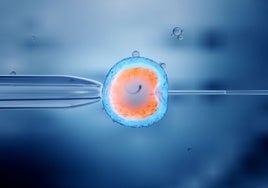 Una ginecóloga recuerda cuál es el mejor momento para congelar óvulos si quieres ser madre
