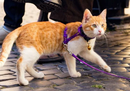 El veterinario Víctor Algra indica si se debe sacar a pasear a los gatos como a los perros: «No cumplen la misma función»