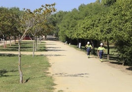 El Ayuntamiento de Sevilla organiza talleres esotéricos y tarots en el Parque Amate