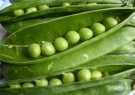 Alerta sanitaria de la Aesan por la presencia de gluten en guisantes congelados de supermercado