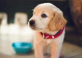 Desde Alcaraz hasta Taylor Swift: estos son los nombres mas populares paras las mascotas en 2024