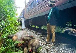 Mueren seis elefantes, entre ellos varias crías, al ser atropellados por un tren en Sri Lanka