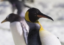 La 'venganza' de un pingüino por la guerra arancelaria: provocó un accidente en un helicóptero y desata las bromas