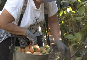Este es el motivo por el que no debes comer el caqui recién cogido del árbol: es muy peligroso