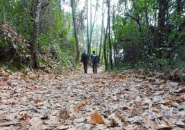 En este pueblo de Huelva puedes hacer una ruta que te lleva a un bosque encantado: «Qué cosa más preciosa»