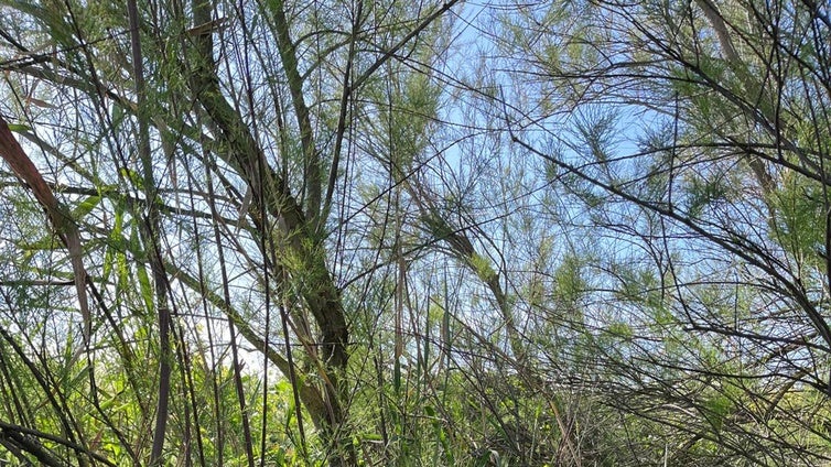 Arranca en Cádiz la ofensiva contra el virus del Nilo: más medios, más trampas y alerta más temprana