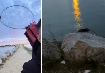 Alertan de una nueva plaga en El Puerto de Santa María: «¡Es que no es normal!»