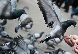 Cádiz actuará contra la proliferación de palomas y gaviotas «antes de que la convivencia sea más difícil de lo que ya es»